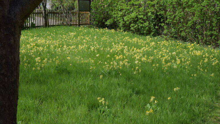 schluesselblumen2023_01