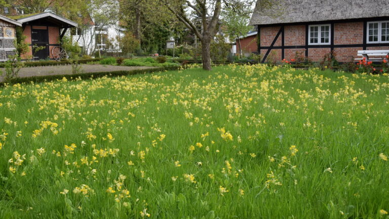 schluesselblumen2023_02