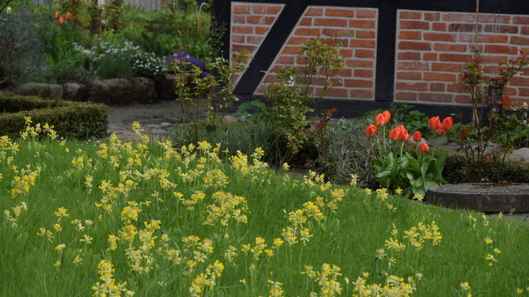 schluesselblumen2023_03