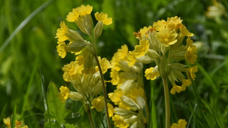 schluesselblumen2023_04