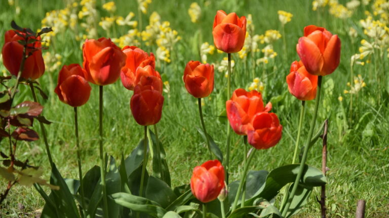 schluesselblumen2023_05