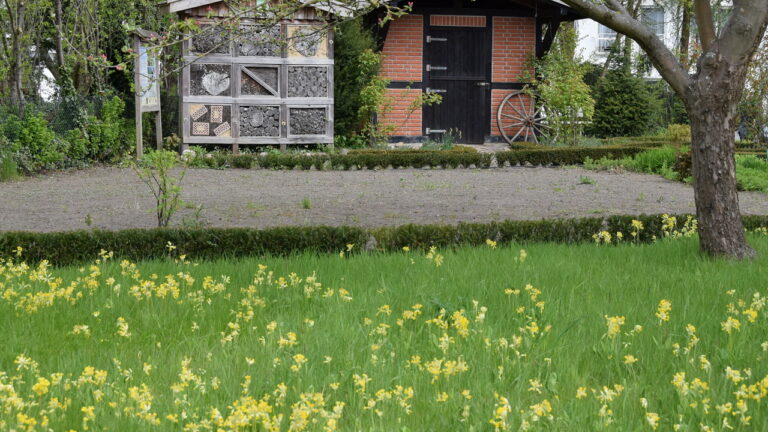 schluesselblumen2023_06